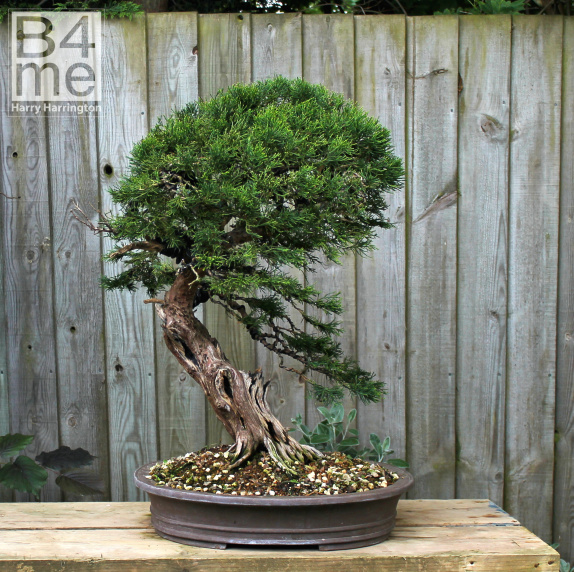 juniper bonsai